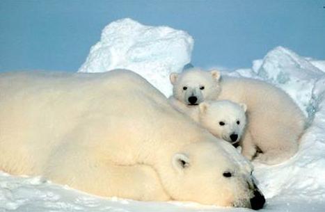 Polar-bears